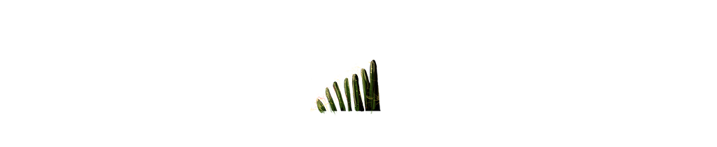 cactus_adogas_animation